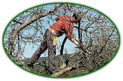 stříhání ovocných stromů